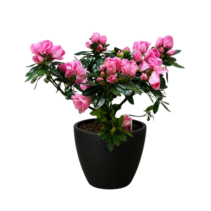Azalea (Rhododendron)