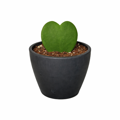 Hoya Sweetheart
