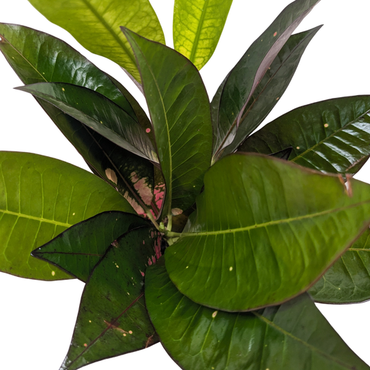 Croton 'Iceton'