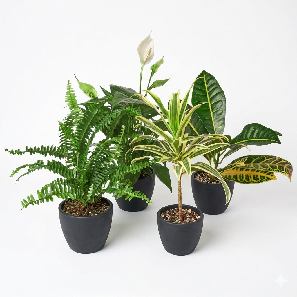 Air Purifying Variety Bundle