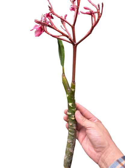 Plumeria Mex Pink Single