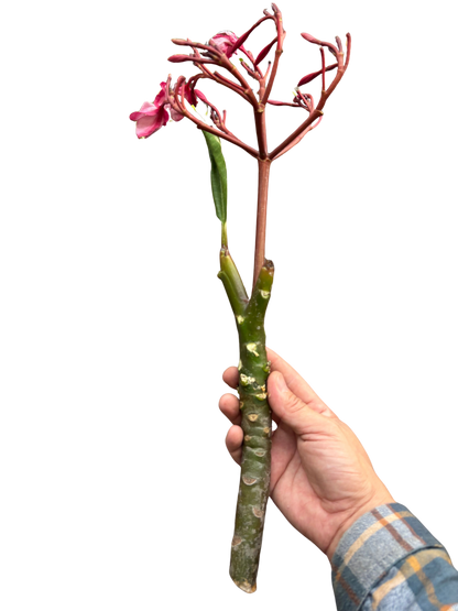 Plumeria Mex Pink Single
