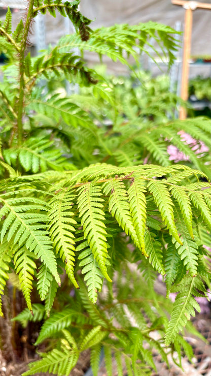 Australian Tree Fern