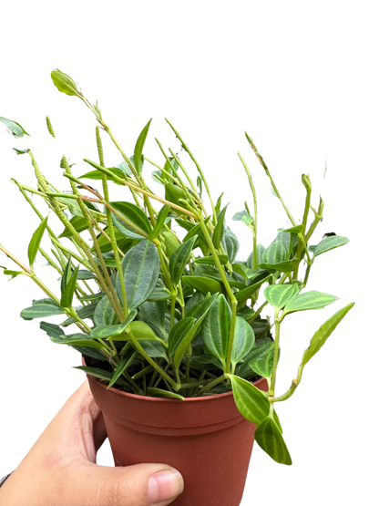 Peperomia 'Angulata'