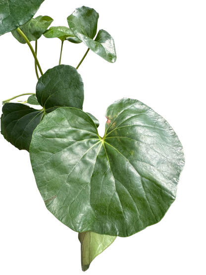 Farfugium japonicum