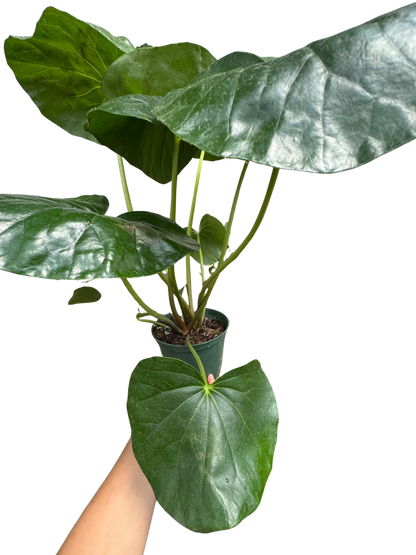 Farfugium japonicum