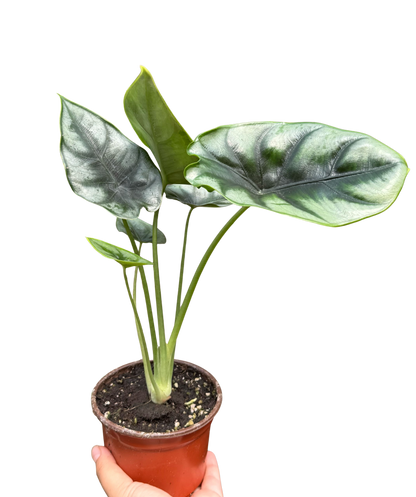 Alocasia 'Reversa'