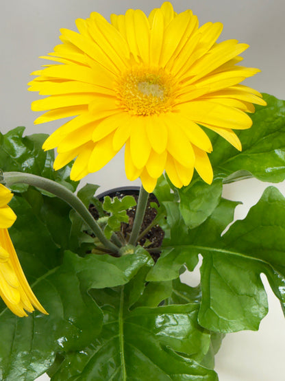 Gerbera Daisy