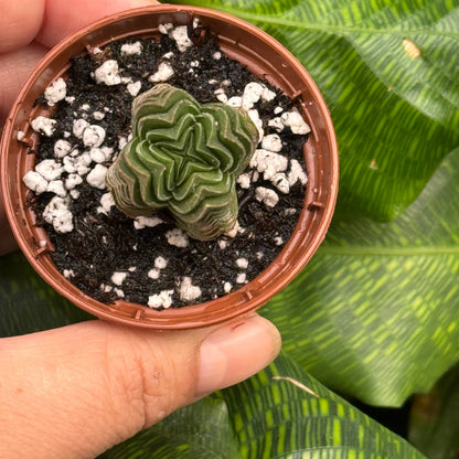 Crassula ‘Buddha’s Temple’