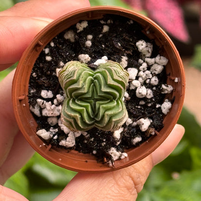 Crassula ‘Buddha’s Temple’