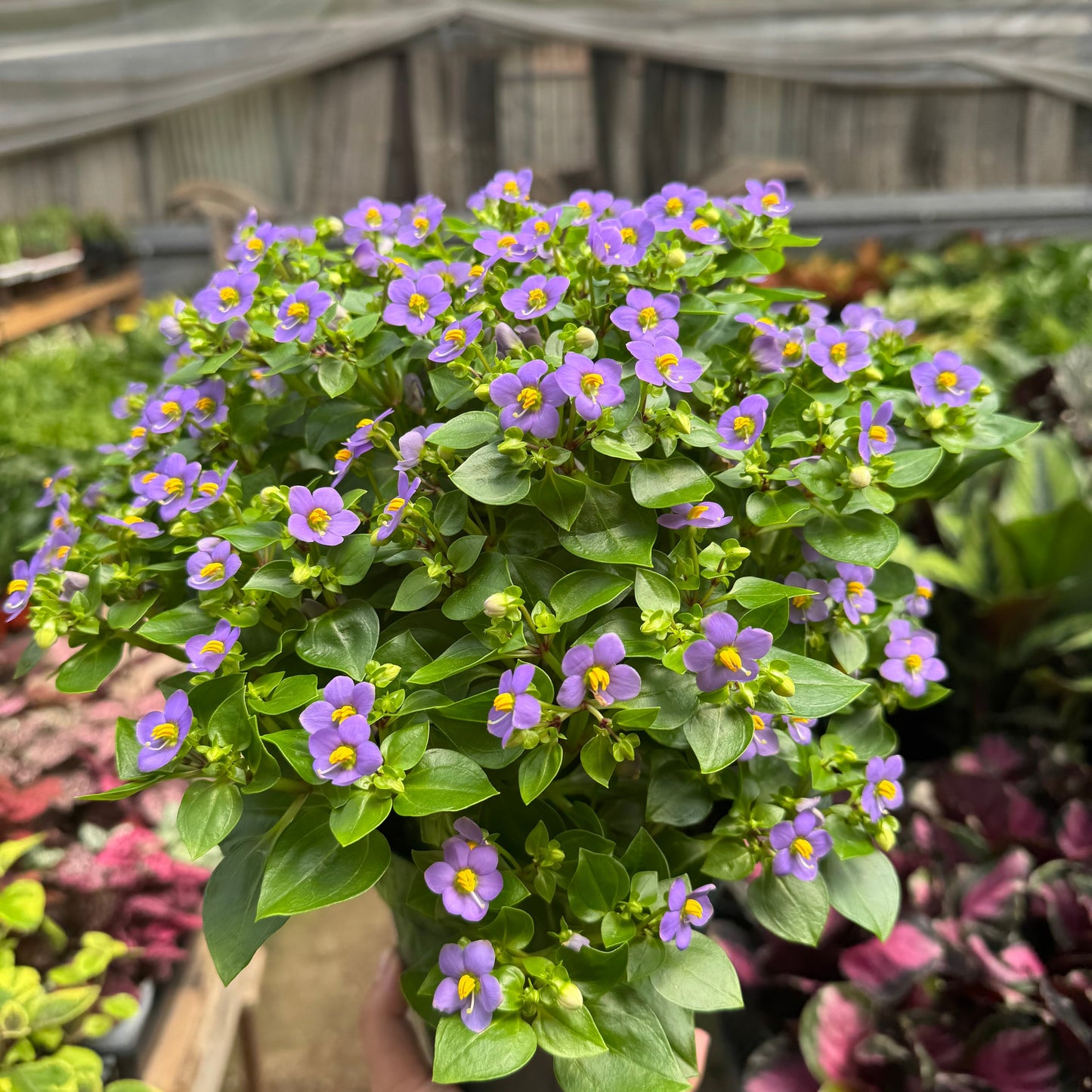 Exacum 'Persian Violet'