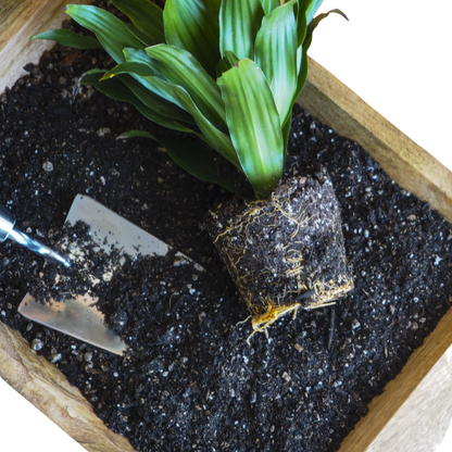 Compressed Coconut Coir - Potting Soil