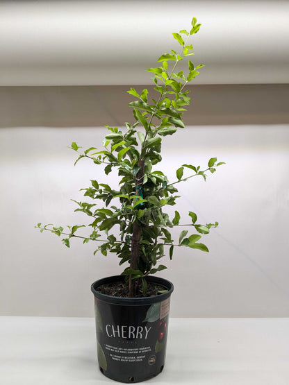 Malpighia Barbados Cherry