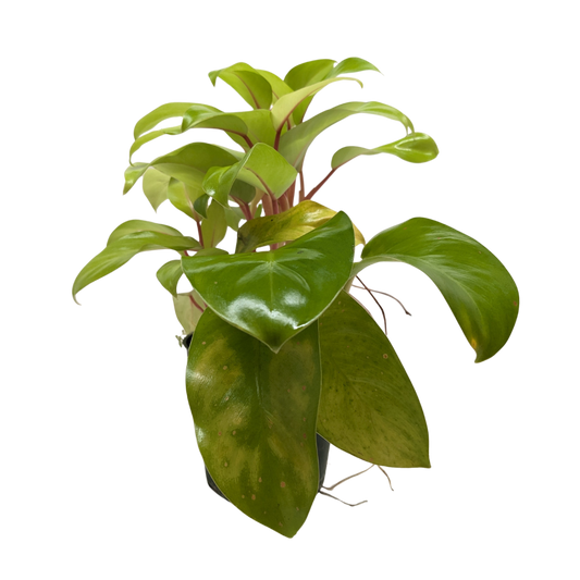 Philodendron 'Lemon Lime'