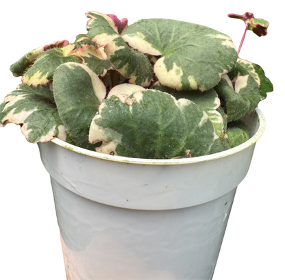 Saxifraga Tricolor