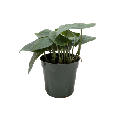 Scindapsus Platinum Java