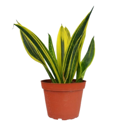 Snake 'Gold Flame'