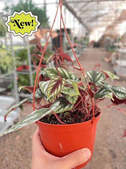 Begonia Rex Vine - 6" Pot