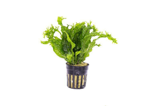 Java Fern 'Windelov' (Microsorum pteropus)